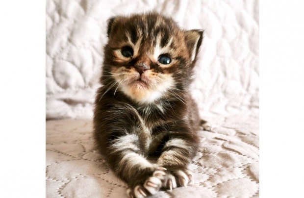 Maine Coon kand�r kiscica