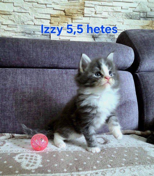 Maine Coon kiscicák