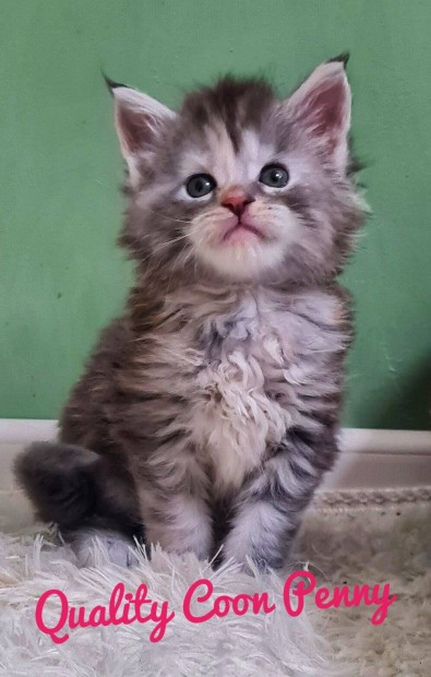 Maine Coon kiscick elrhetk!