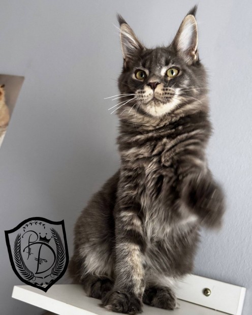 Maine Coon klyk