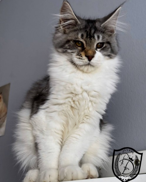 Maine Coon klyk