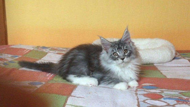 Maine Coon nstny kiscica tenyszttl elad-Pest-megyben