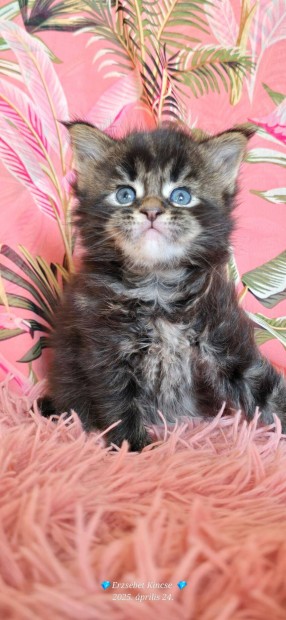 Maine Coon trzsknyves kis cick fogalhatk tenyszttl