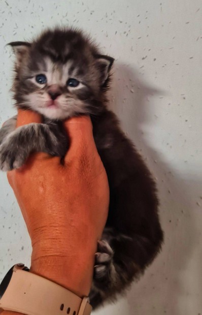 Maine coon babk!
