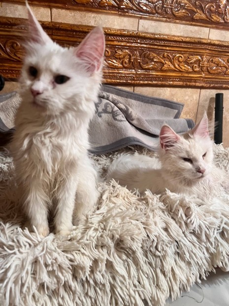 Maine coon cica