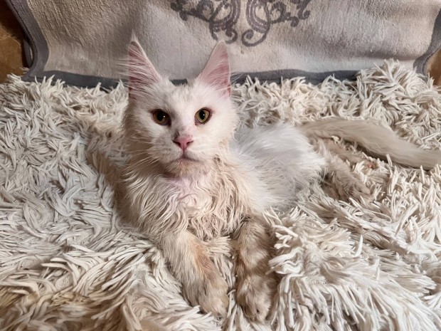 Maine coon cica macska