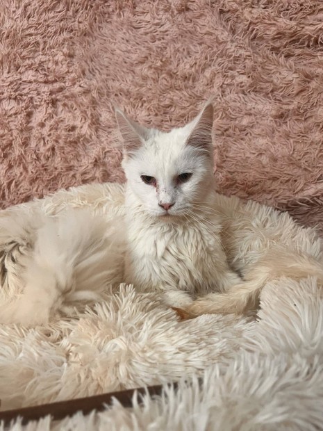 Maine coon cica macska