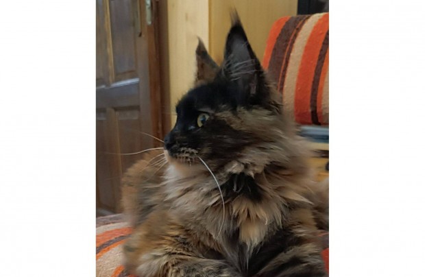 Maine coon cick