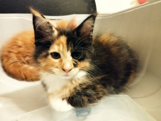 Maine coon cicalnykk, kiskandrkk