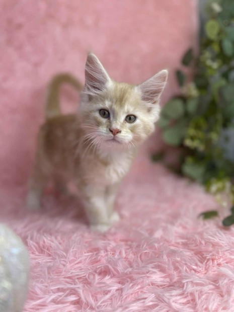Maine coon fajta jellegű cicak