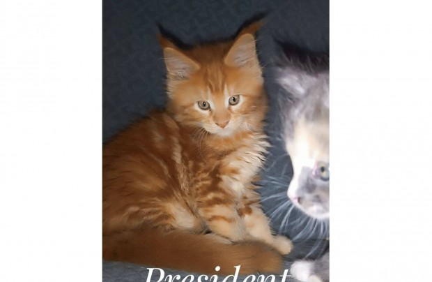 Maine coon kiscica