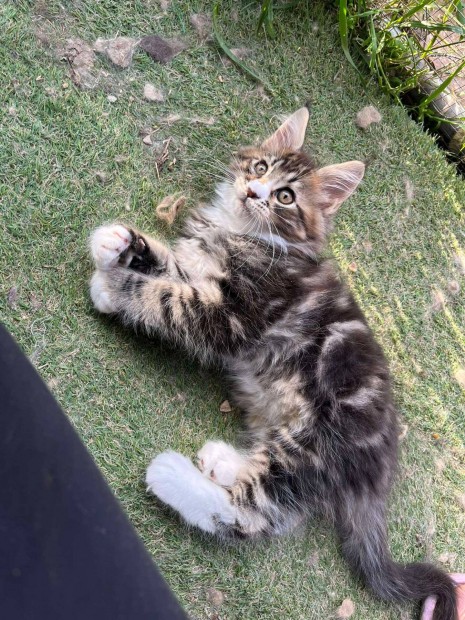 Maine coon kiscick