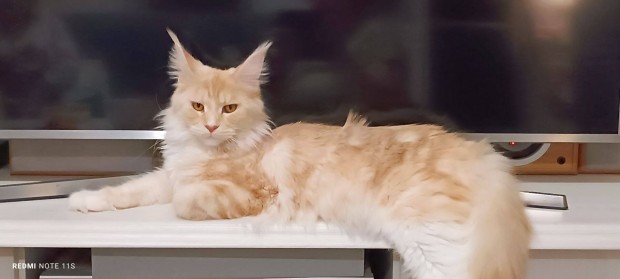Maine coon kiscick