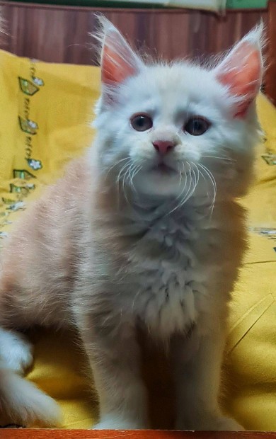 Maine coon kiscick!