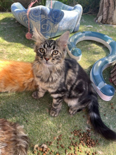 Maine coon kislny s kisfi kltzne