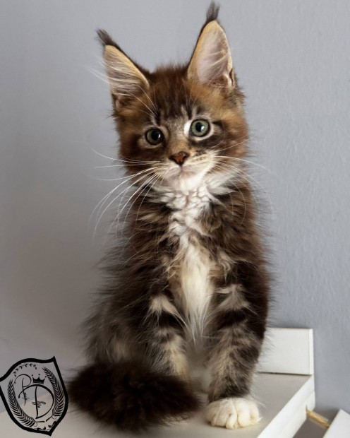 Maine coon klykk