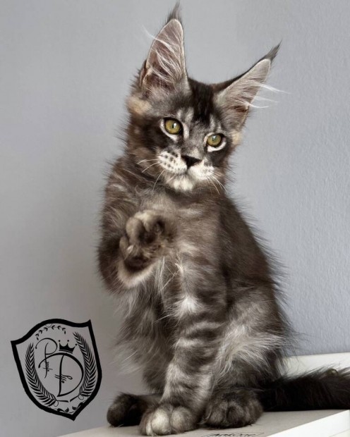 Maine coon klyk