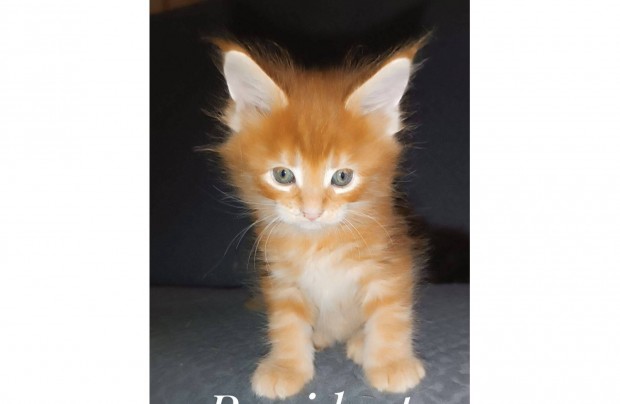 Maine coon klyk cick