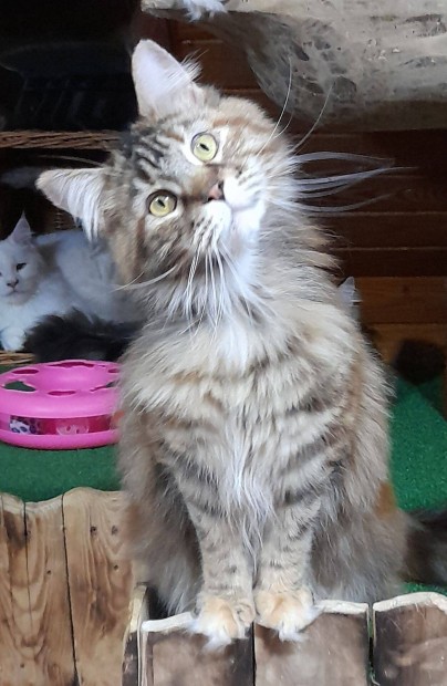 Maine coon nstny elad!