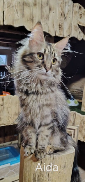 Maine coon nstny elad!