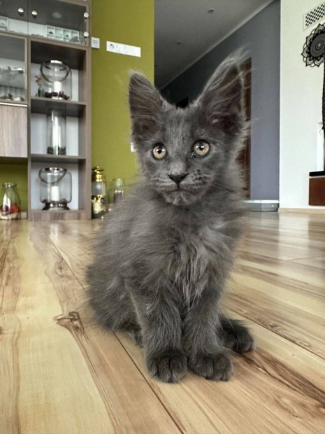 Maine coon trzsknyves kiscick