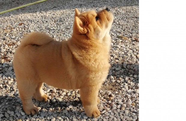 Majestic Chow Kennel csau Catlyn kiskutyja csaldra vr