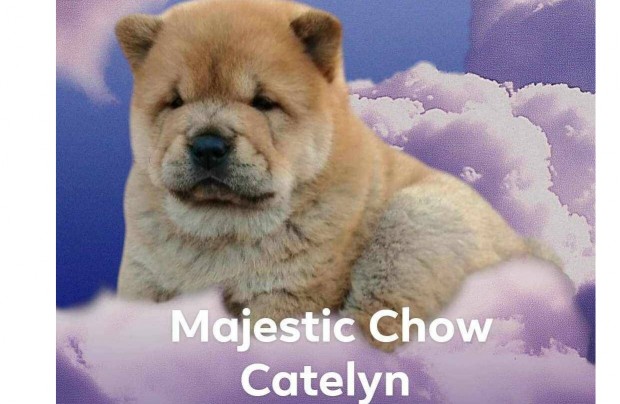 Majestic Chow Kennel csau Catlyn kiskutyja csaldra vr