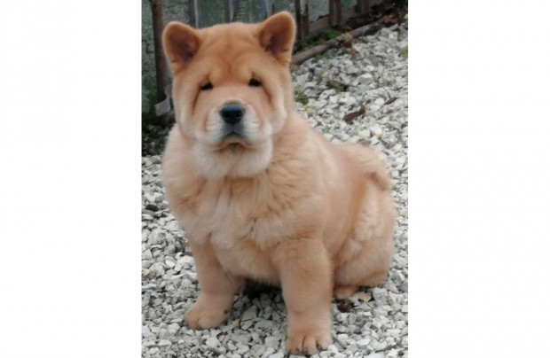 Majestic Chow Kennel csau kiskutya almunk, Catelyn csaldot keres