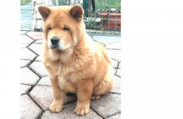 Majestic Chow Kennel csau kiskutya almunk, Catelyn csaldot keres