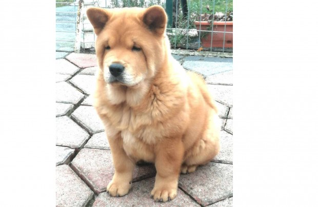 Majestic Chow Kennel csau kiskutya almunk, Catelyn csaldot keres