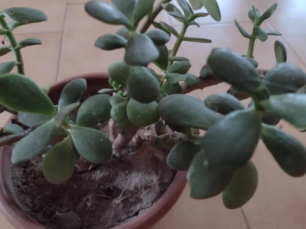 Majomfa, pozsgs Crassula Ovata