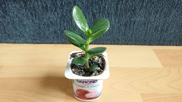 Majomfa pozsgafa jáde fa crassula ovata majomkenyérfa pozsgás növény