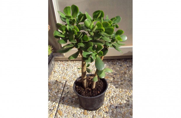 Majomkenyrfa - Crassula ovata