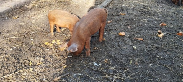 Malac Mangalica X Duroc  elad!