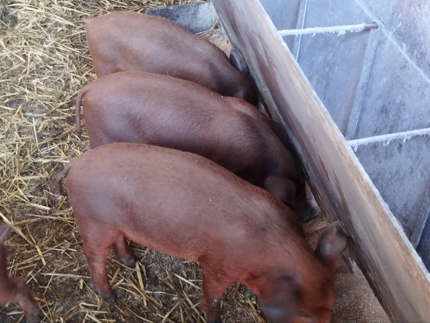 Malac elad! Mangalica X Duroc!