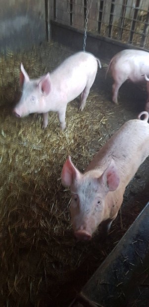 Malac eladó,merino birka csere érdekel.
