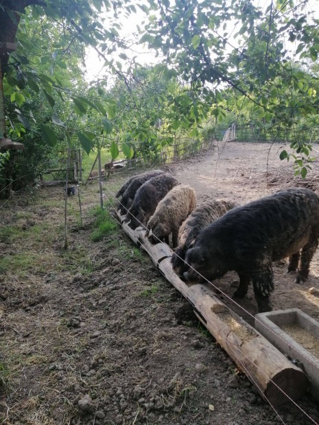 Malacok, mangalica X durock kanik