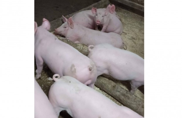 Malacok, nvendk sldk s vgsertsek eladk