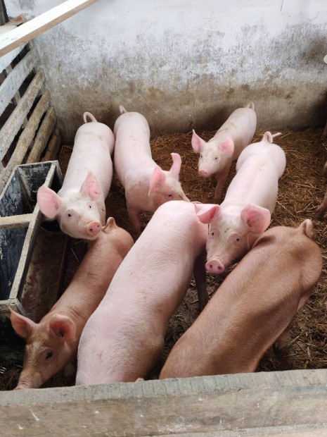 Malacok eladk Duroc