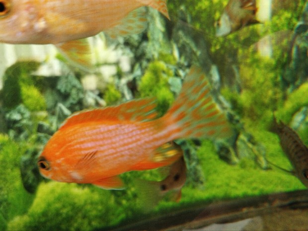 Malawi Firefish sgr 