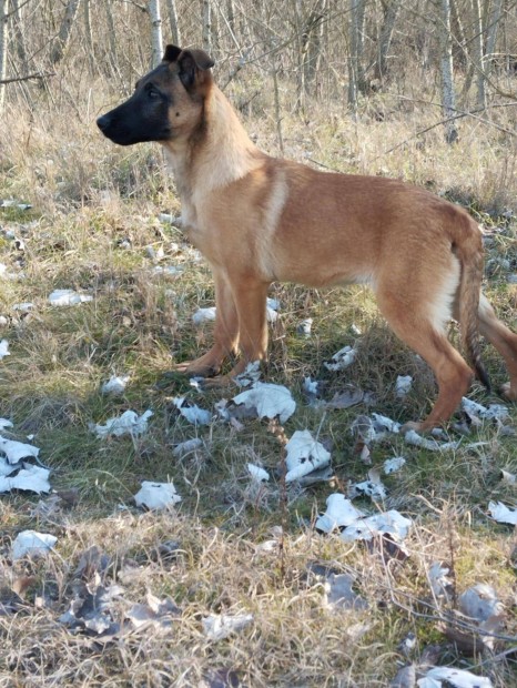 Malinois jelleg