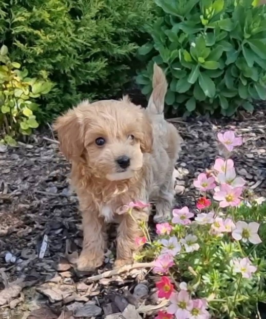 Málna maltipoo kislány