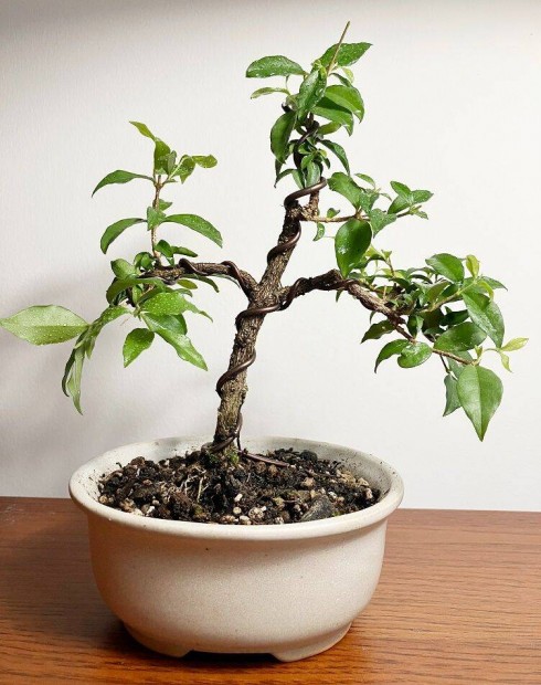 Malpighia -Barbadoszi Cseresznye bonsai növendék (5 éves)