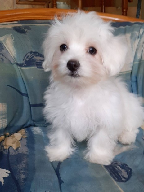 Mltai selyemkutya ( nem maltipoo)