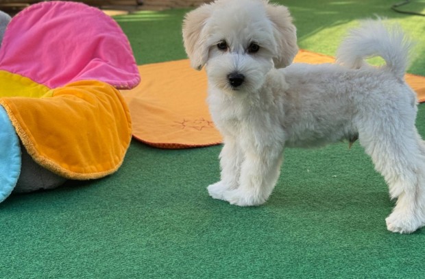 Maltipoo Eladó!
