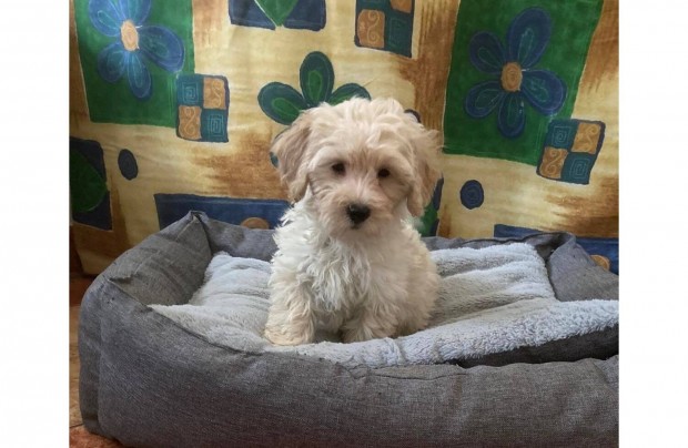 Maltipoo Fajtatiszta jelleg Kisfik