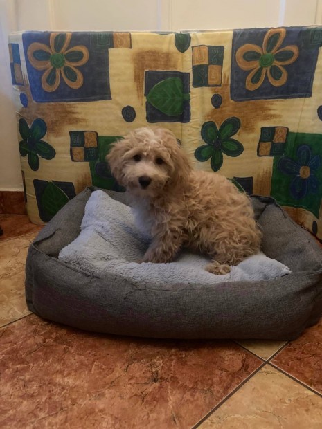 Maltipoo Fajtatiszta jellegű Kiskutyák