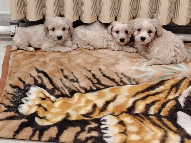 Maltipoo Trpe kiskutyk eladk