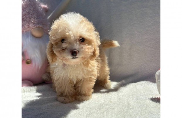 Maltipoo (Mltai X Trpe uszkr)