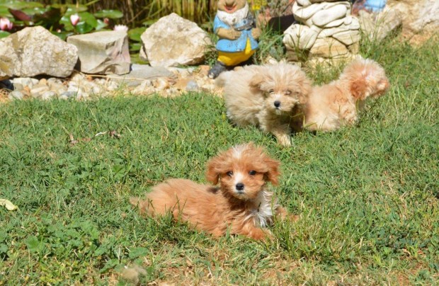 Maltipoo (T.Uszkár X Máltai Selyem)